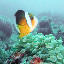 Anilao clownfish Anilao clownfish