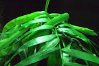 This plant blends in perfectly with the Asian vine snake. The soil never knew what hit it.