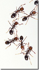 FireAnts