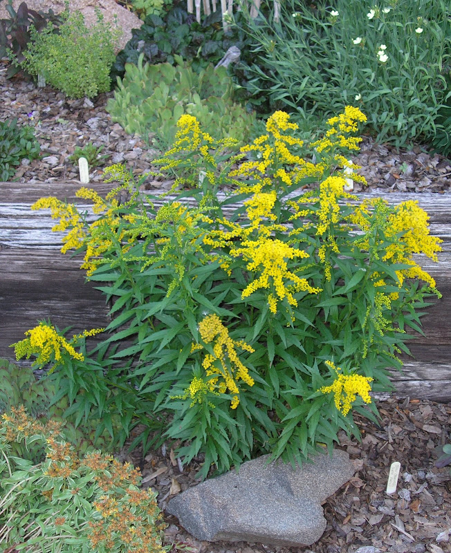 P6220044+JPG