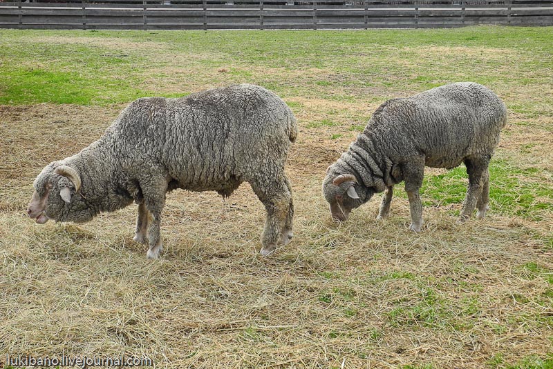Гринфилд Вилладж - 1