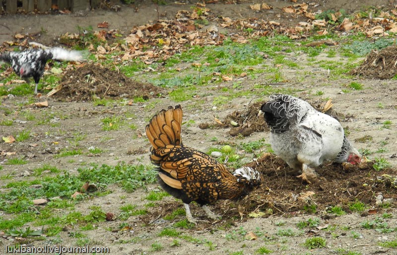 Гринфилд Вилладж - 1