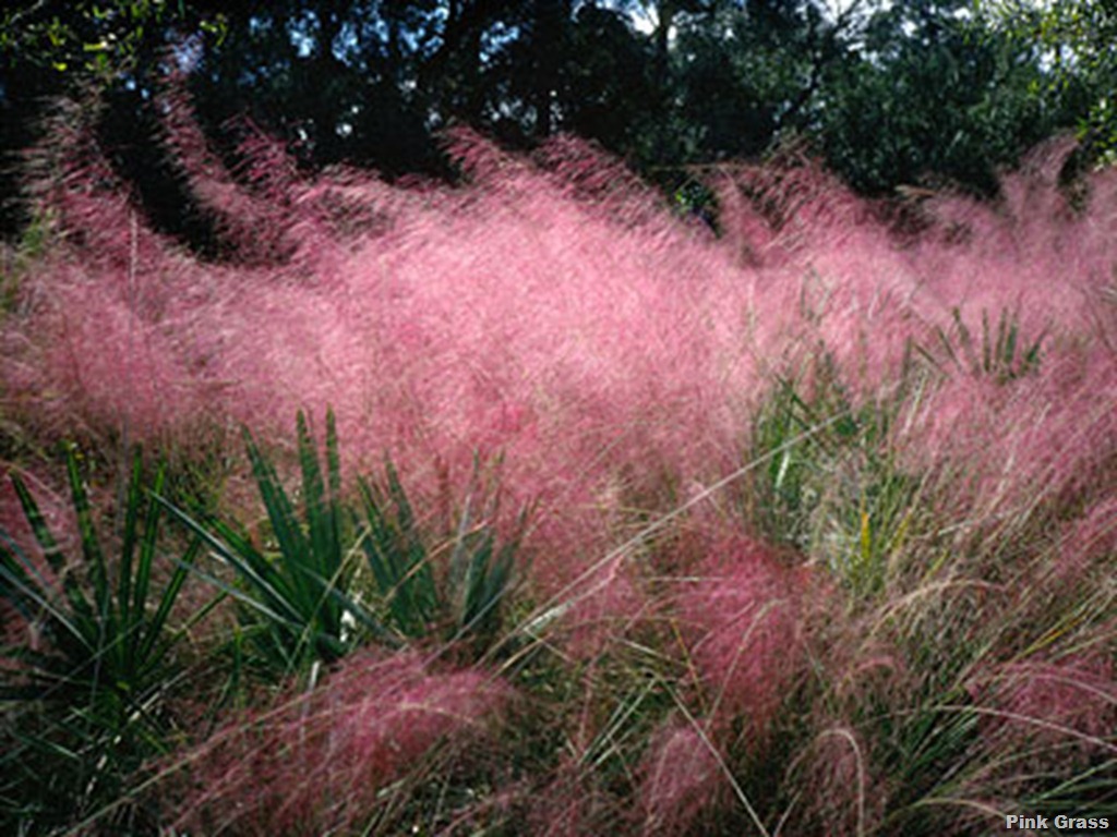 [pink-flowering-grass[7].jpg]