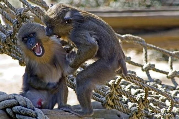 可爱的动物 狒狒很暴力,狒狒