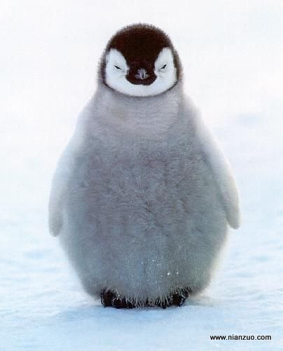 可爱的动物 小帅哥,企鹅