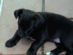carlotta2.jpg