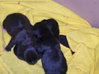 carlootta ancora mamma 006.jpg