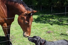horsedog.jpg horsedog.jpg