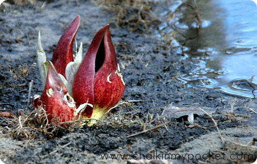 DSC_0570 DSC_0570