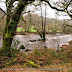 Le Scorff en hiver, forêt de Pont-Calleck.