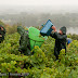 Vendanges sous la pluie au Domaine des Génaudières.