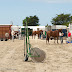 Hippodrome du Kernic, Plouescat, jeudi 5 Aout 2010.