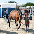 Hippodrome du Kernic, Plouescat, jeudi 5 Aout 2010.