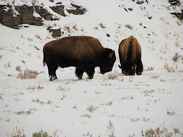 There were litterally heards and heards of bison throughout Yellowstone.