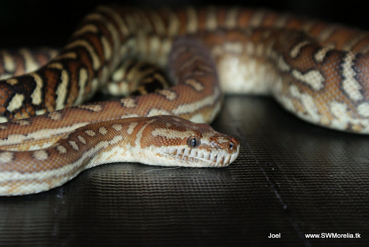 Female And Male Bredli Pythons (morelia