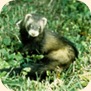 european_polecat_sm