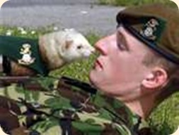 armed forces ferret
