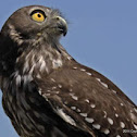 Barking Owl