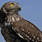 Barking Owl