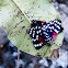 Faithful Beauty Moth
