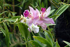 Orchid