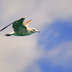 aIMG_0572.jpg