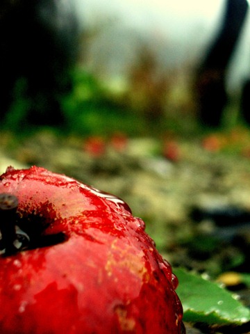 [Red_apple_by_NineWhileNine[2].jpg]