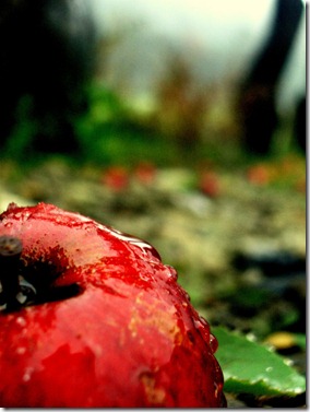 Red_apple_by_NineWhileNine