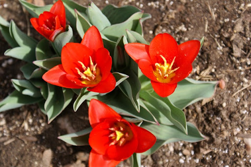 Dwarf Tulips