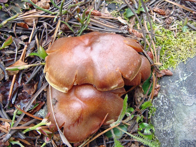 [Mushroom[2].jpg]