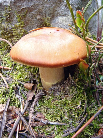 [Toadstool[2].jpg]