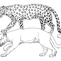 Mamíferos (178).jpg