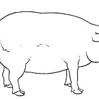 Mamíferos (191).jpg