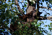Black bear in wild, near Juneau, Alaska