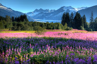 fireweed, glacier, Juneau, Mendenhall Glacier