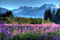 fireweed, glacier, Juneau, Mendenhall Glacier