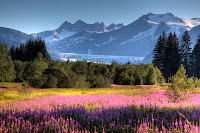 fireweed, glacier, Juneau, Mendenhall Glacier