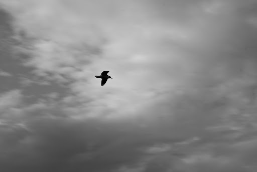 20090522-DSC_0042