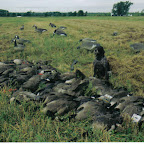 geese8.jpg