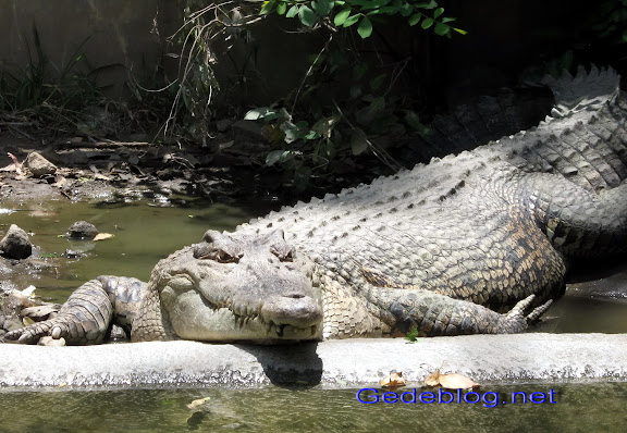 buaya Photo Of The Month (Mei 2009)