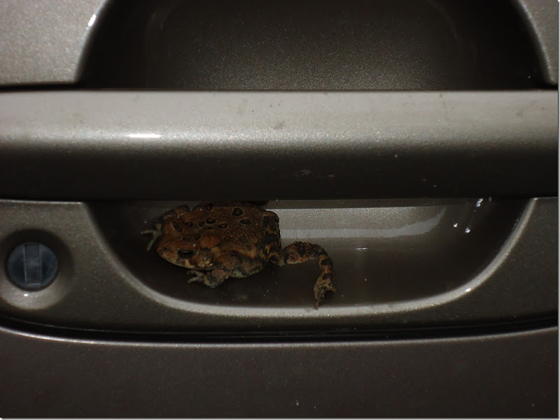 toad in my van door photo by Sunday Koffron