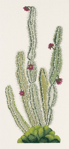 [cactus[3].jpg]