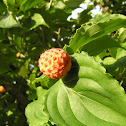 Kousa Dogwood