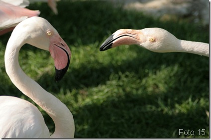 IMG_2975 IMG_2975