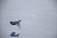 _MG_4389.jpg