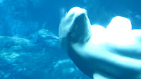 IMG_0811.jpg