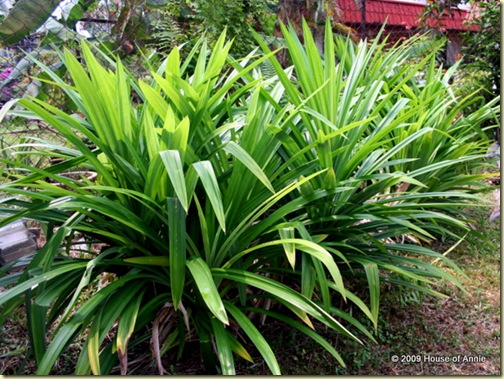 pandan growing in our yard