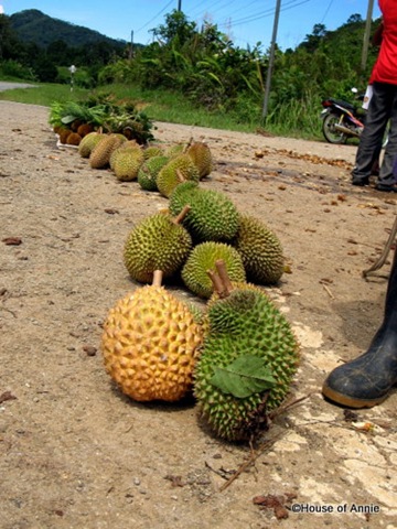 [roadside durians[3].jpg]