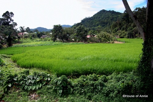 [rice field outside serian[2].jpg]