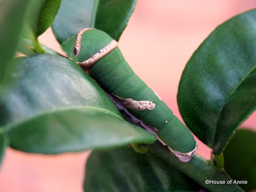 [Common Lime Swallowtail Butterfly Papilio demoleus 5th instar[2].jpg]